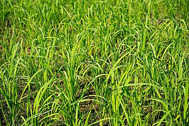 《虚幻争霸》精神重启 《Predecessor》正式版发布